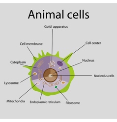 The internal structure of an animal cell Vector Image