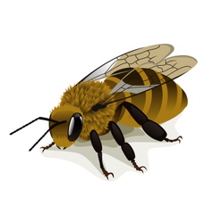 Bee Vector Images (over 70,000)