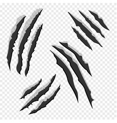 Scratch claws of animal Royalty Free Vector Image