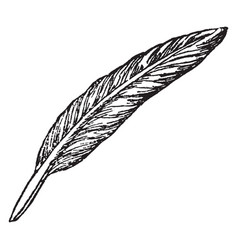 Quill Vector Images (over 11,000)