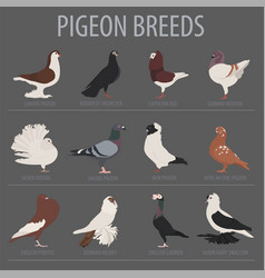 Poultry farming pigeon breeds icon set flat design