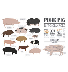 Pigs hogs breed infographic template flat design Vector Image