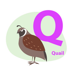 Letter Q Is For Quail Bird Cartoon Alphabet Vector Image