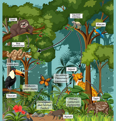 Food chain diagram concept on forest background Vector Image