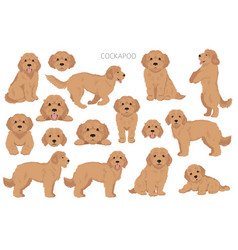 Cockapoo mix breed clipart different poses coat Vector Image