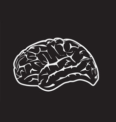 Human brain Royalty Free Vector Image - VectorStock