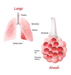 Scientific medical healthy lungs anatomy Vector Image