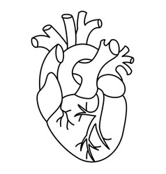 Anatomical heart Royalty Free Vector Image - VectorStock