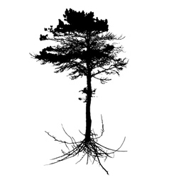 Tall Tree Silhouette Vector Images Over 940