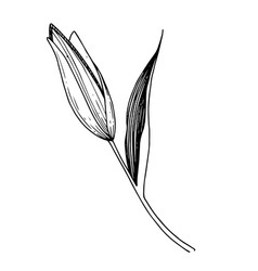 lily pencil sketch vector images over 250 vectorstock