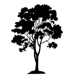 Maple tree and grass silhouette Royalty Free Vector Image