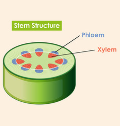 Diagram Showing Stem Structure Royalty Free Vector Image