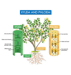 Diagram showing xylem and phloem plant Royalty Free Vector