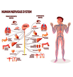 Human nerve cell Royalty Free Vector Image - VectorStock