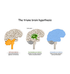 Human brain anatomy Royalty Free Vector Image - VectorStock