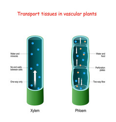 Diagram Showing Xylem And Phloem Plant Royalty Free Vector