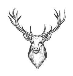 Hand drawn deer Royalty Free Vector Image - VectorStock