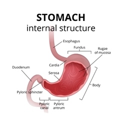 Anatomy human stomach Royalty Free Vector Image