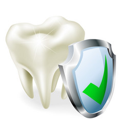 Two healthy human tooth in cutaway Royalty Free Vector Image