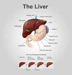 Human hair infographic structure Royalty Free Vector Image