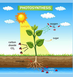 Photosynthesis Royalty Free Vector Image - VectorStock