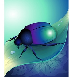 Beetle Vector Images (over 34,000)