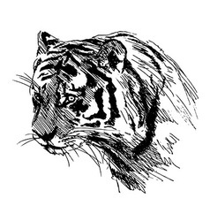 Colored hand sketch of a young tiger Royalty Free Vector