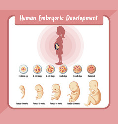 Human embryonic development in infographic Vector Image
