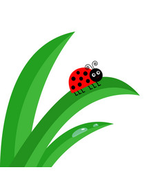 Ladybirds on the leaves Royalty Free Vector Image