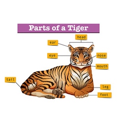 Diagram showing parts tiger Royalty Free Vector Image