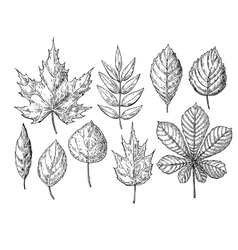 Fall Leaves Vector Images (over 54,000)