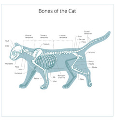 Cat skeleton veterinary Royalty Free Vector Image