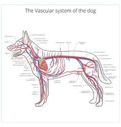 Arterial circulatory system of the dog Royalty Free Vector