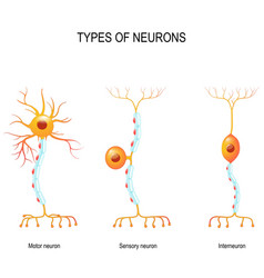 Motor neuron Royalty Free Vector Image - VectorStock