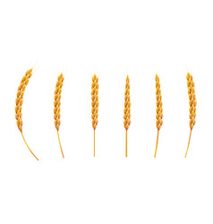 Curved wheat ear 3d realistic Royalty Free Vector Image