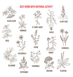 Best Herbs For Irritable Bowel Syndrome Ibs Vector Image