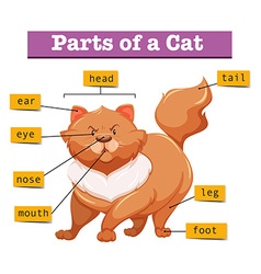 Diagram showing parts of cat Royalty Free Vector Image