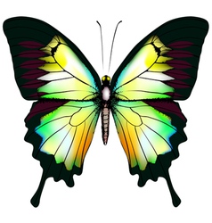 Isolated yellow butterfly Royalty Free Vector Image