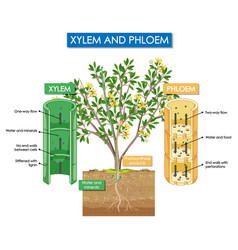 Diagram showing dicot stem structure Royalty Free Vector