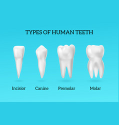 Realistic teeth types set Royalty Free Vector Image