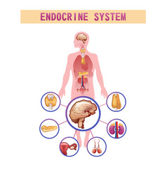 Human endocrine system Royalty Free Vector Image