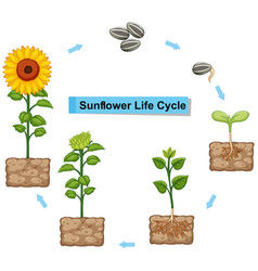 Diagram showing moss life cycle Royalty Free Vector Image