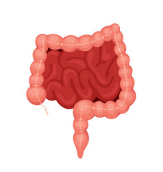 Intestines organ Royalty Free Vector Image - VectorStock