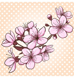 Cherry blossom Royalty Free Vector Image - VectorStock