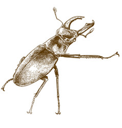 Featured image of post Stag Beetle Tattoo Plenty more where this came from so stay tuned