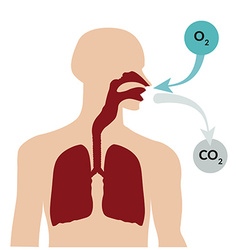 Human breathing through nose exhaling through Vector Image