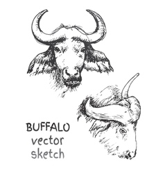 Buffalo head design on white background wild Vector Image