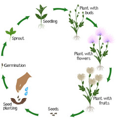 A growth cycle of burgundy chrysanthemums flowers Vector Image