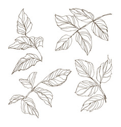 Wild and herbs plants set botanical hand drawn Vector Image