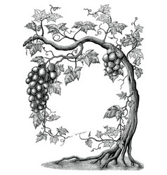 Vine Tree Drawing Vector Images Over 750